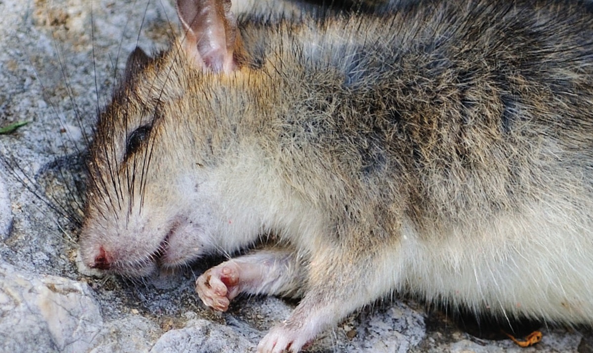 Reclassification of rodenticide